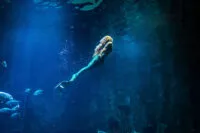 animation-spectacle-sirene