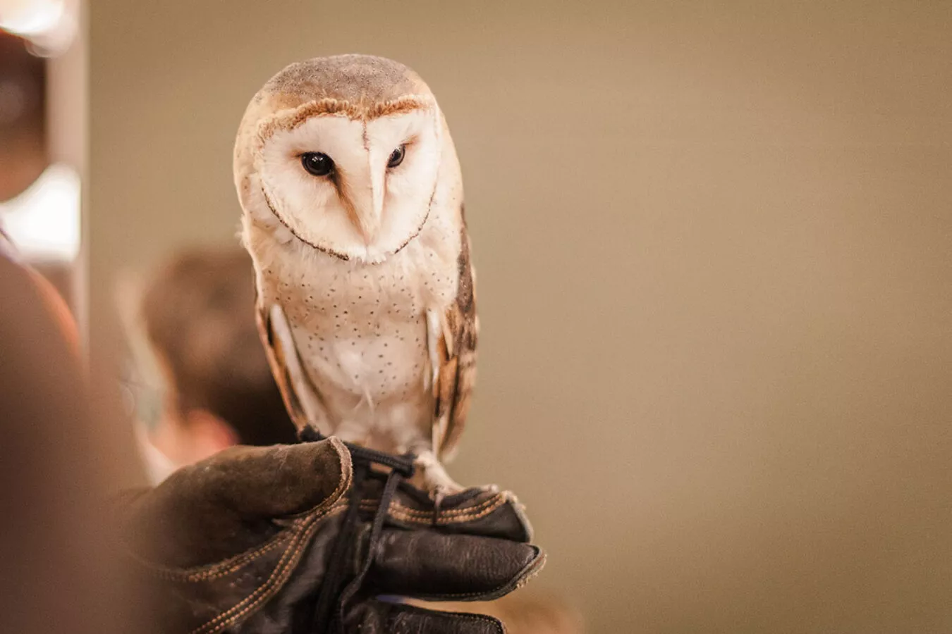 halloween-family-day-amazon