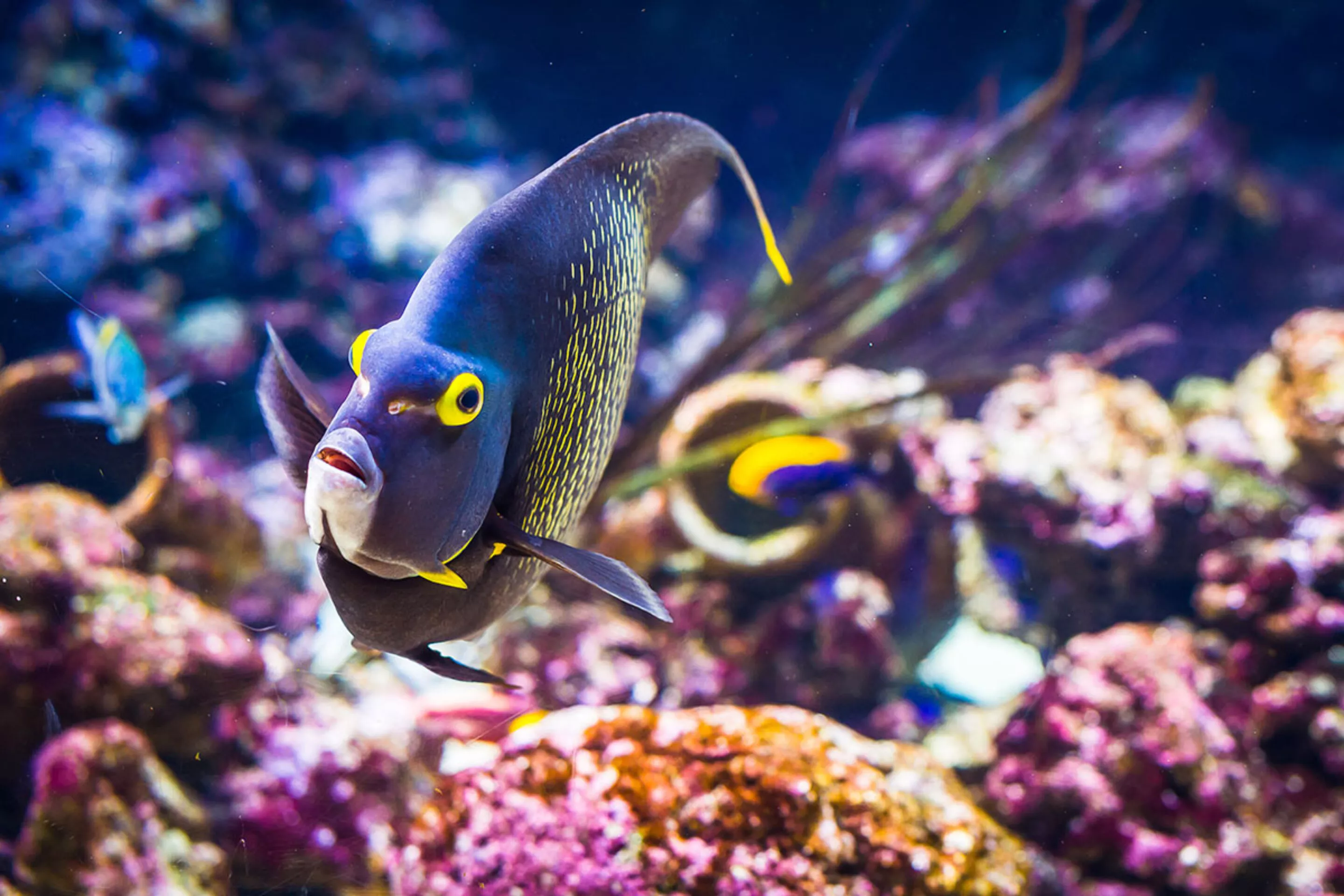 soiree-de-fin-annee-aquarium-paris