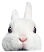 lapin7